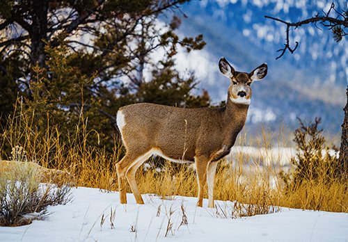 A deer stands in a snowy landscape.